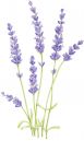 Lavender's picture
