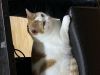 fluffykona10