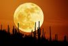 Moonbeams